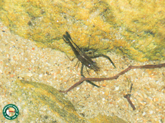 Macrobrachium potiuna