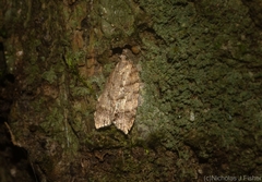 Polylopha epidesma