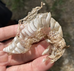 Pituophis catenifer