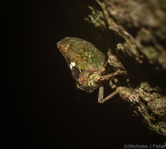 Cotylana angustifrons