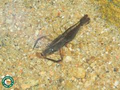 Macrobrachium potiuna