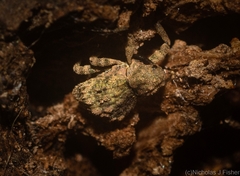 Tychreus sellatus