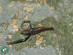 Macrobrachium potiuna