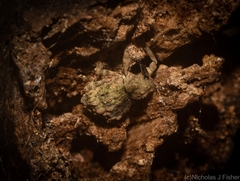 Tychreus sellatus