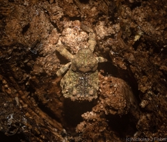 Tychreus sellatus