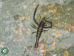 Macrobrachium potiuna
