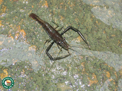 Macrobrachium potiuna