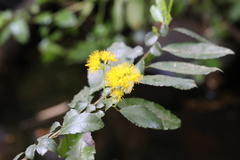 Azara serrata