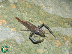 Macrobrachium potiuna