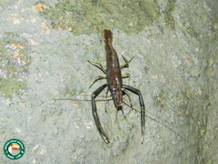 Macrobrachium potiuna