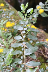 Azara serrata