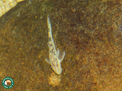 Loricariidae
