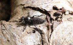 Pritchardia hirtipes