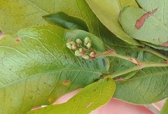 Peltogyne pauciflora