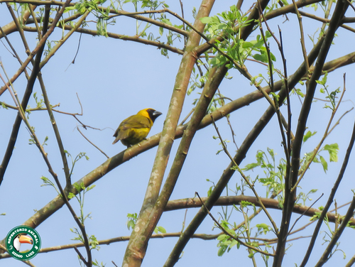 Yellow-green Grosbeak (Caryothraustes canadensis), photo 9