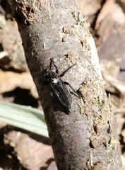 Pritchardia hirtipes