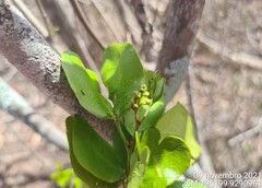 Peltogyne pauciflora