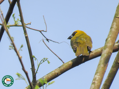 Caryothraustes canadensis