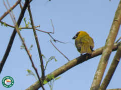 Caryothraustes canadensis