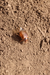 Phytholaema herrmanni