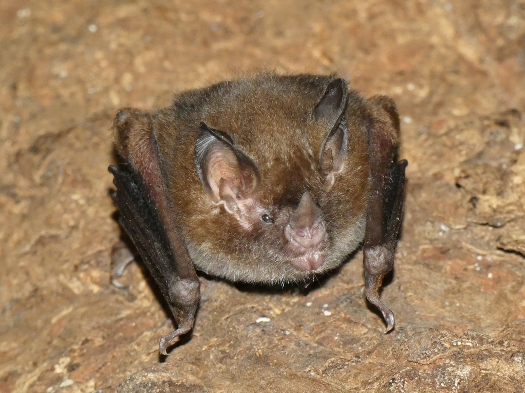 Tri-colored Big-eared Bat