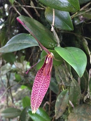 Restrepia