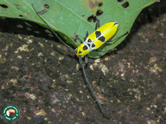 Adesmus hemispilus