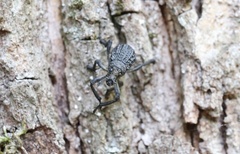 Aegorhinus superciliosus