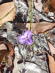 Thysanotus multiflorus