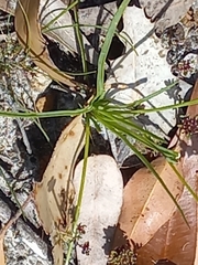 Thysanotus multiflorus