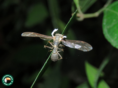 Ophiocordyceps humbertii