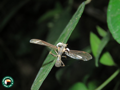 Ophiocordyceps humbertii