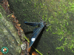 Calodesma collaris