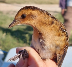 Coturnicops noveboracensis