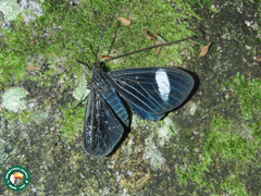 Calodesma collaris