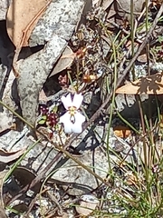 Stylidium androsaceum