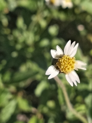 Tridax procumbens image