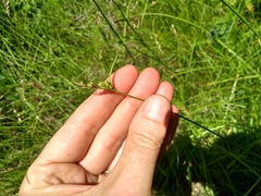 Carex torreyi