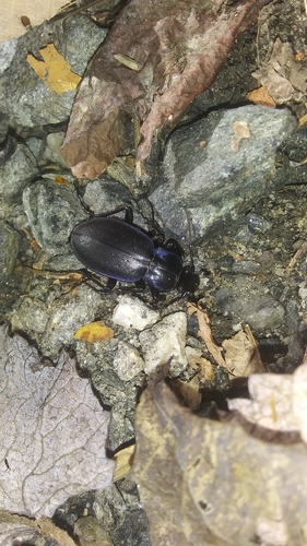 Sylvan Worm and Slug Hunter photo 5