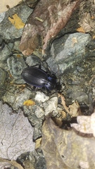 Carabus sylvosus