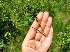 Carex torreyi