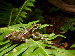 Ranoidea subglandulosa