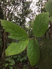Viburnum lasiophyllum