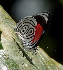 Diaethria neglecta