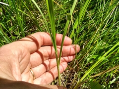 Carex torreyi