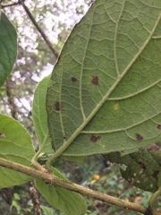 Viburnum lasiophyllum