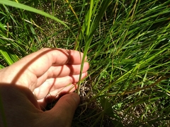 Carex torreyi
