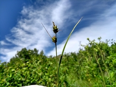 Carex torreyi