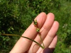 Carex torreyi
