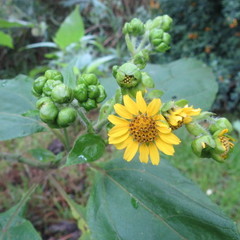 Smallanthus pyramidalis
